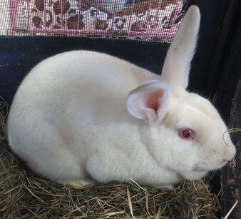 Snowball is looking for an adopter!