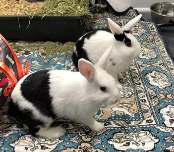 Artemis & Apollo are available to adopt as a pair!
