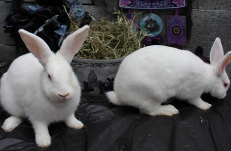 Ramen and Raisin are bonded sisters who are available to foster!